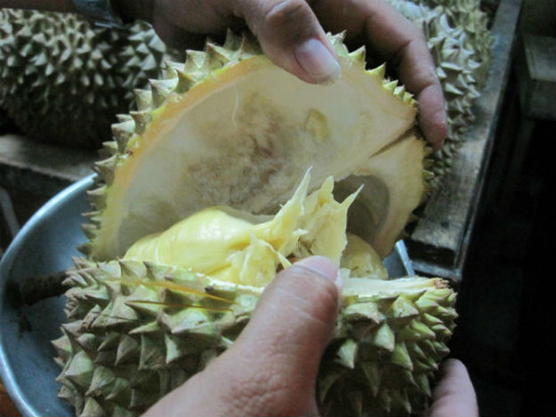 durian cob