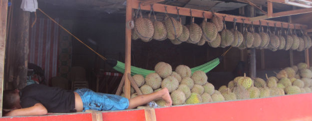 durian sleeper