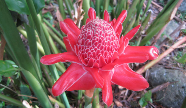 red blooming flower