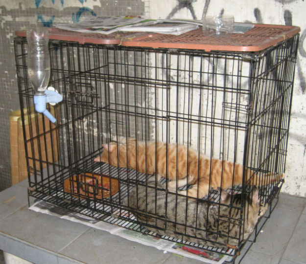 caged cats