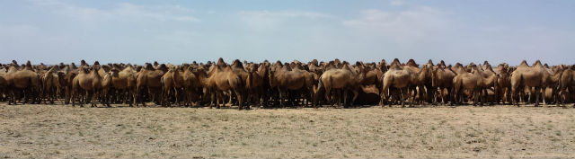 camel pack
